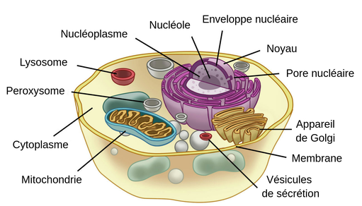 Représentation schématique d'une cellule eucaryote