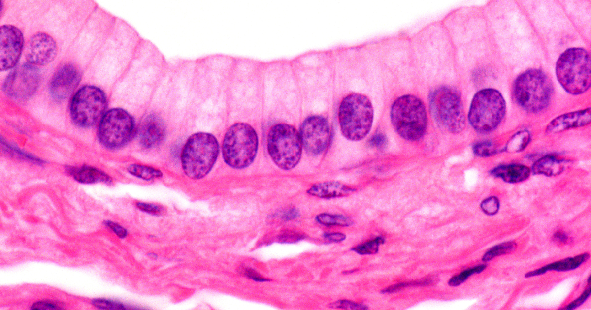 coupe histologique d'un tissu épithéliale