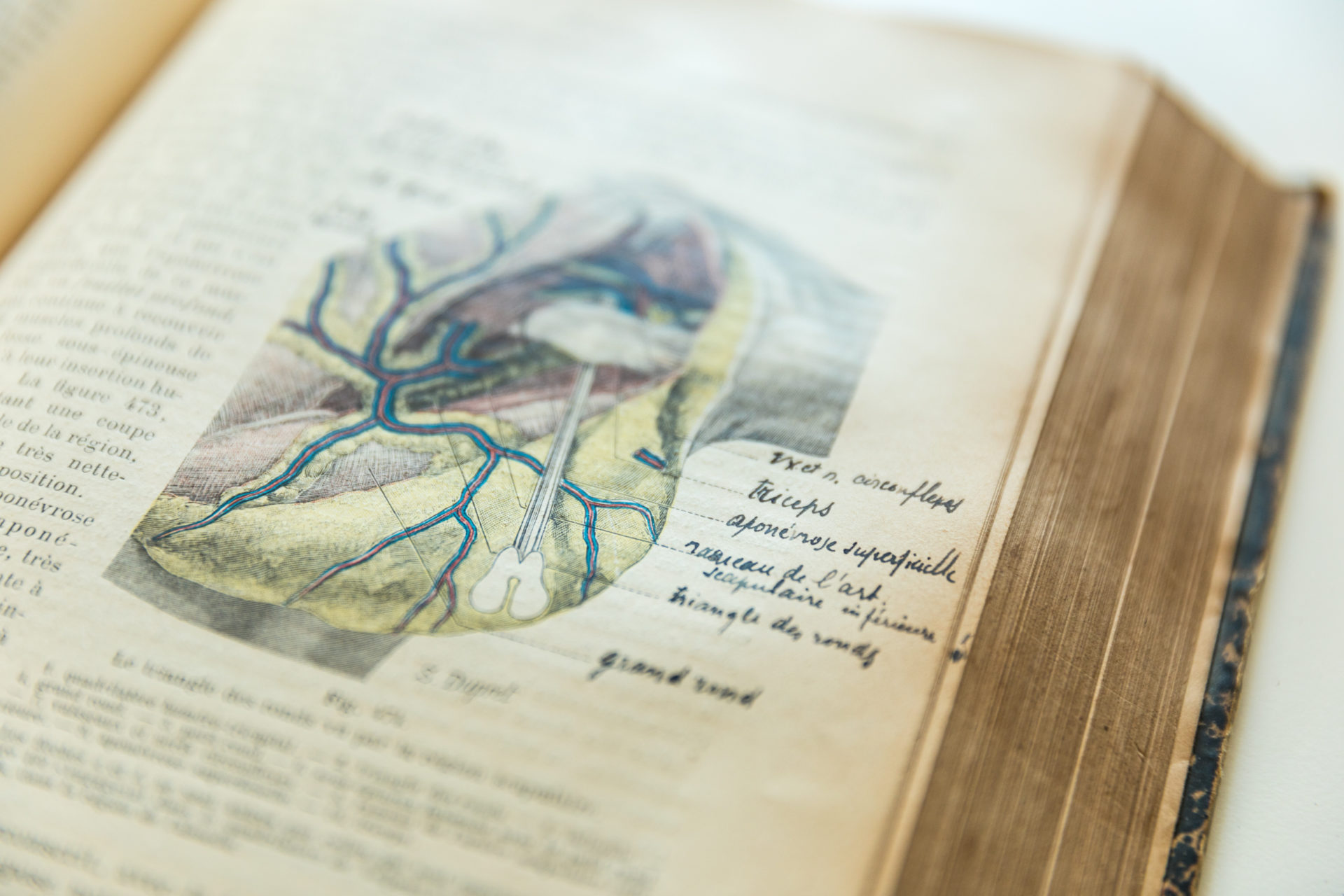 ivre d'anatomie ouvert sur un schema de l'épaule