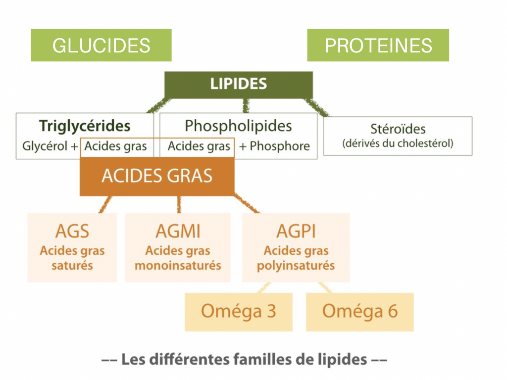 Schéma des différentes familles de molécules biochimiques 