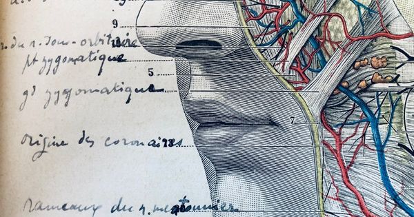 Schema d'anatomie de la face