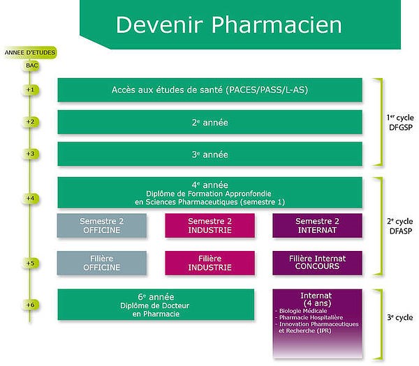 organigramme des études de Pharmacie