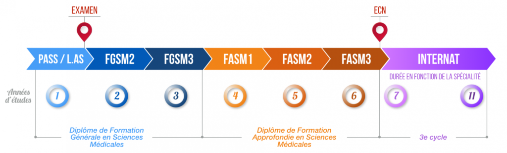 Diagramme des études de Médecine